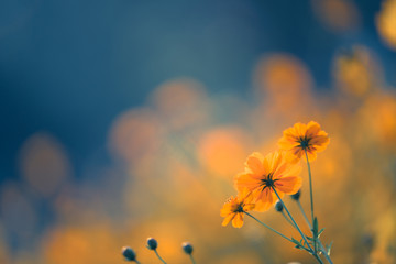 药学专业知识一考点：片剂的辅料